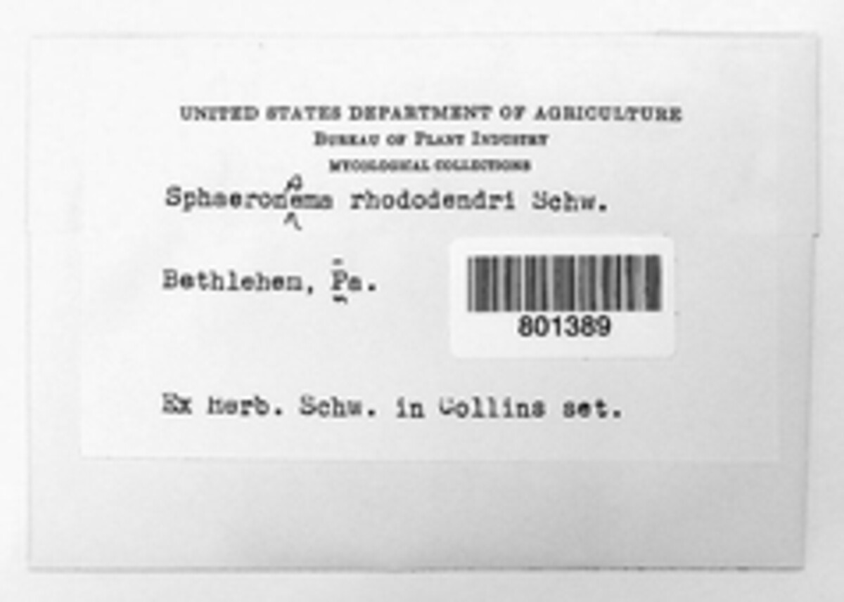 Sphaeronaema image